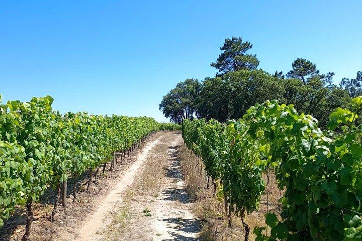 Bairrada Experience Journée complète avec un sommelier local