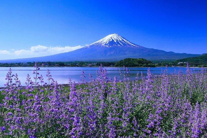 富士山フォトスポットツアー:新倉山・忍野・河口湖