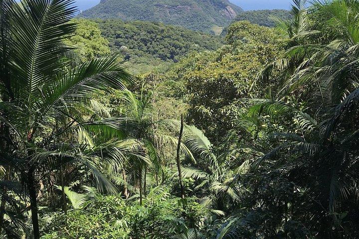 Rio : Tijuca Rainforest Private Summit ハイキング＆滝