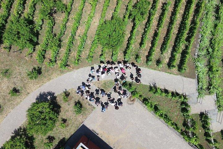 エトナ山ジープオフロードツアー：溶岩流、エトナワイン、標高6,561フィートでのランチ