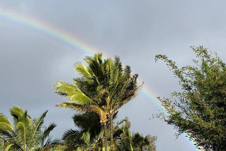 Hilo Shore Excursion: Volcanic Experience, Lava Tubes, Waterfalls