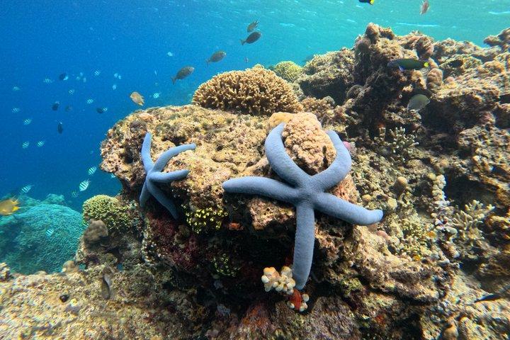 Avventura di snorkeling condiviso a Menjangan Island Bali