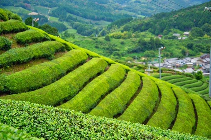 埼玉県狭山市の茶園ツアー