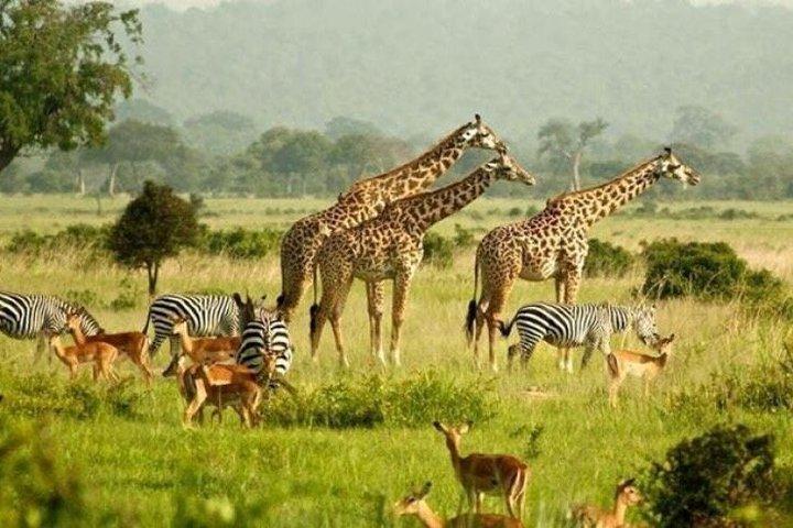 2 dias Murchison cai safari