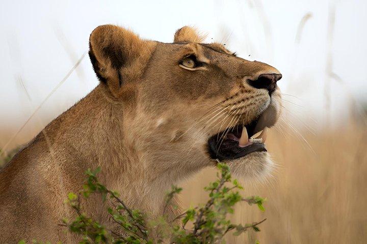 2 dias Murchison cai safari