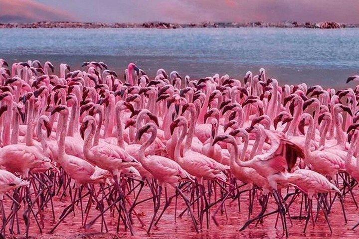 Excursión guiada de un día al Parque Nacional del Lago Nakuru desde Nairobi