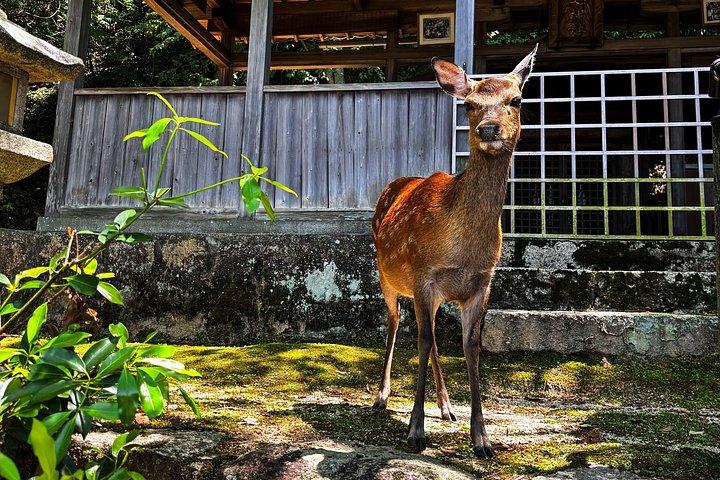 Expérience de visite privée à Miyajima et Hiroshima