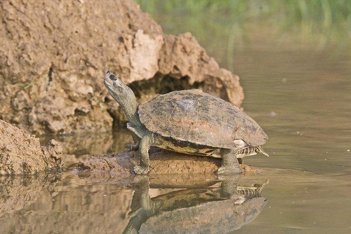 Excursion d'une demi-journée sur la rivière Chambal au départ de Ranthambore