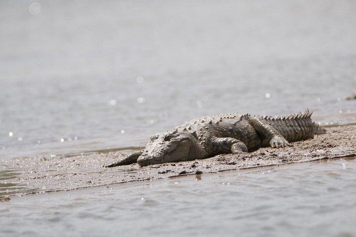Excursion d'une demi-journée sur la rivière Chambal au départ de Ranthambore