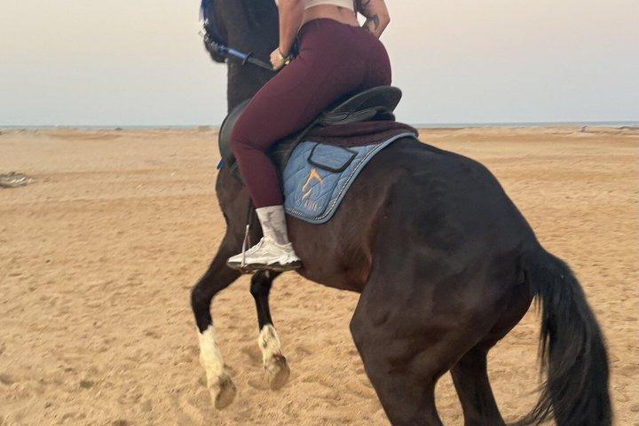ハルガダ：朝または夕方の乗馬と水泳