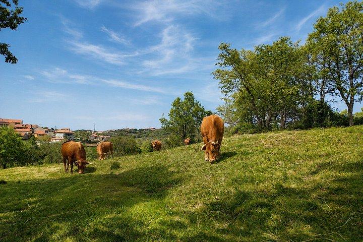 ポルトから：ドウロ田園乗馬日帰り旅行とランチ