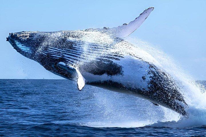 Shared Hermanus Boat Based Whale Watching and Penguin Adventure