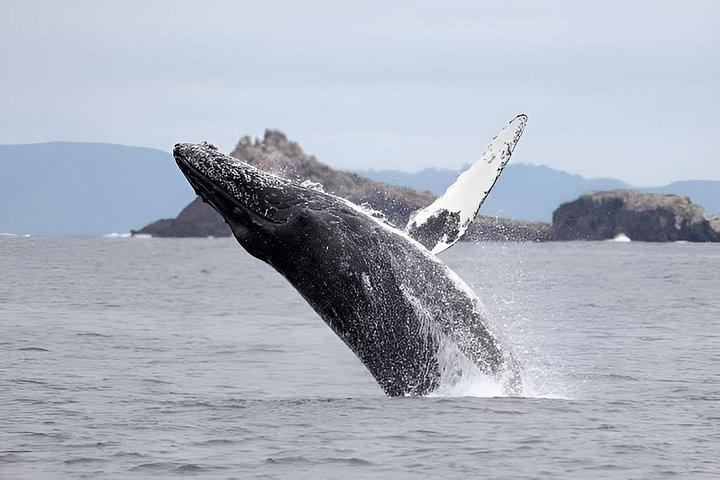 Shared Hermanus Boat Based Whale Watching and Penguin Adventure