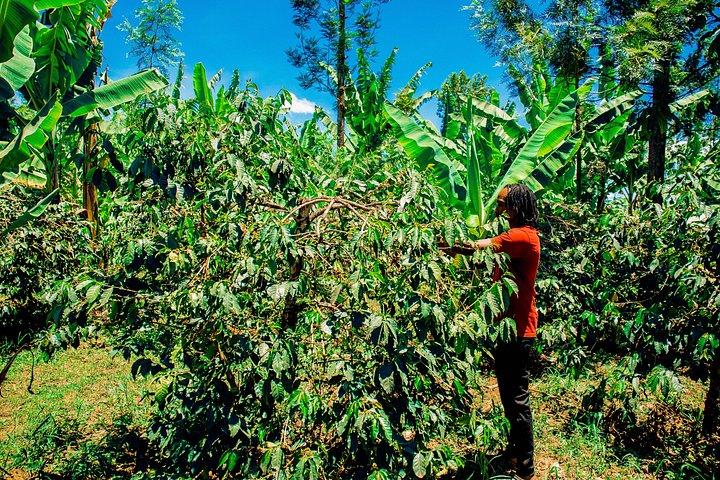 Arusha Mountain Village en koffietour
