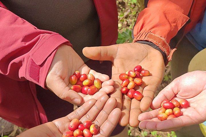 Arusha Mountain Village en koffietour