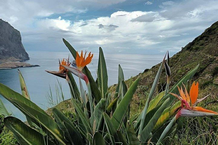 Madeira Larano Cliff Guided Walk