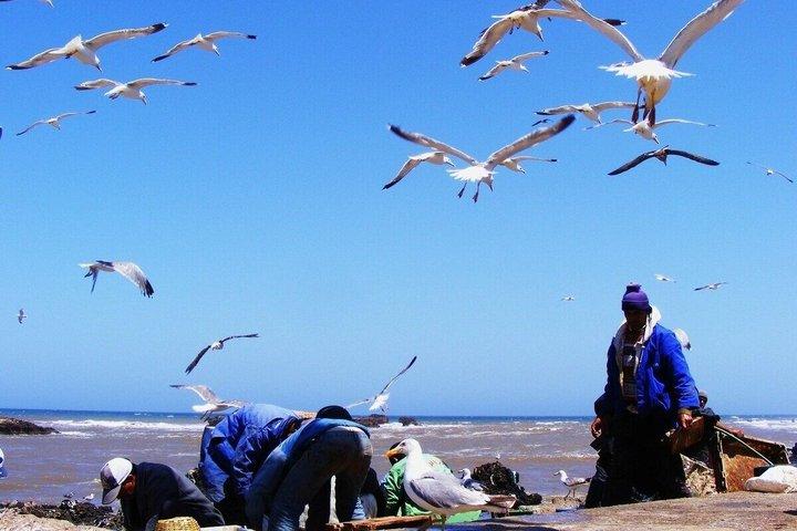 From Marrakech: Private Day Trip to Essaouira
