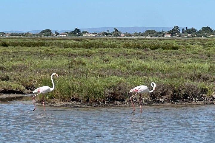 Guidet tur i Montpellier i Petite Camargue på elektrisk cykel