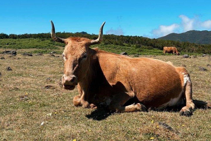 Excursion d'une journée complète dans l'ouest de Madère