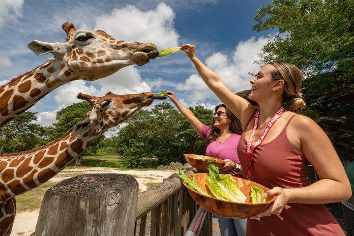 オプションのアップグレード付きマイアミ動物園チケット