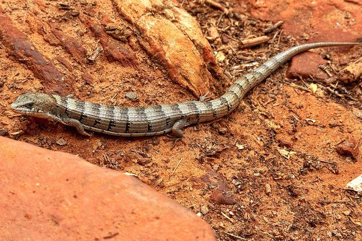 Sedona Red Rock Country Monuments Hike With Private Guide
