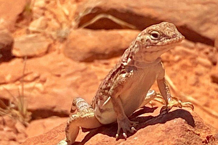 Sedona Red Rock Country Monuments Hike With Private Guide
