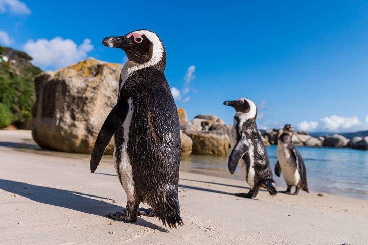 Cape of Good Hope & Boulders Penguins Group Tour from Cape Town