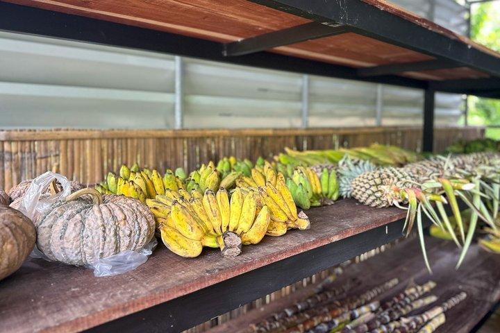 アオナンで象と半日ハイライト（ノータッチ）