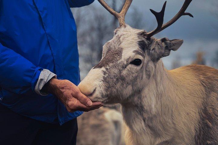 Renutfodring & samisk kulturupplevelse på hösten