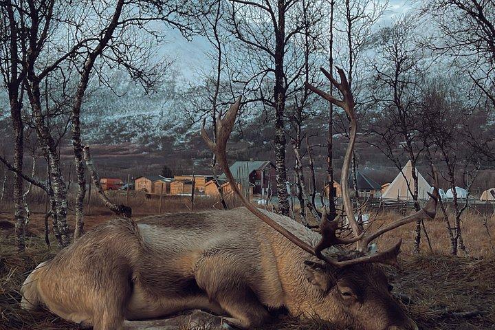 Reindefodring og samisk kulturoplevelse i efteråret