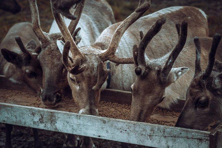 Reindefodring og samisk kulturoplevelse i efteråret