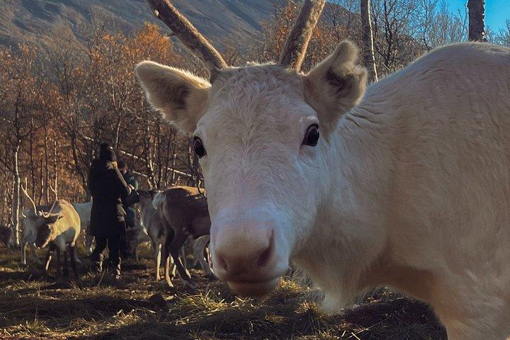 Reindefodring og samisk kulturoplevelse i efteråret