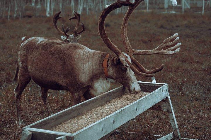 Reindefodring og samisk kulturoplevelse i efteråret