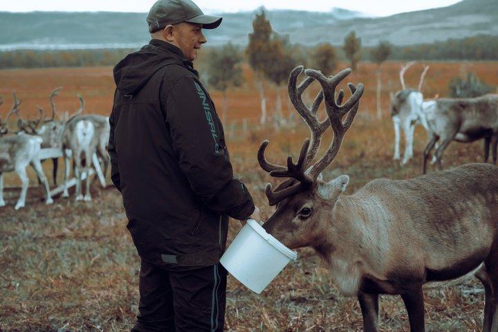 Renutfodring & samisk kulturupplevelse på hösten