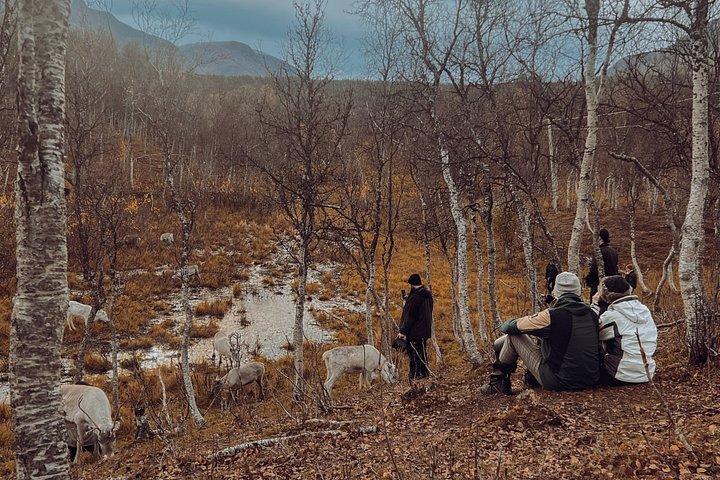 Reindefodring og samisk kulturoplevelse i efteråret