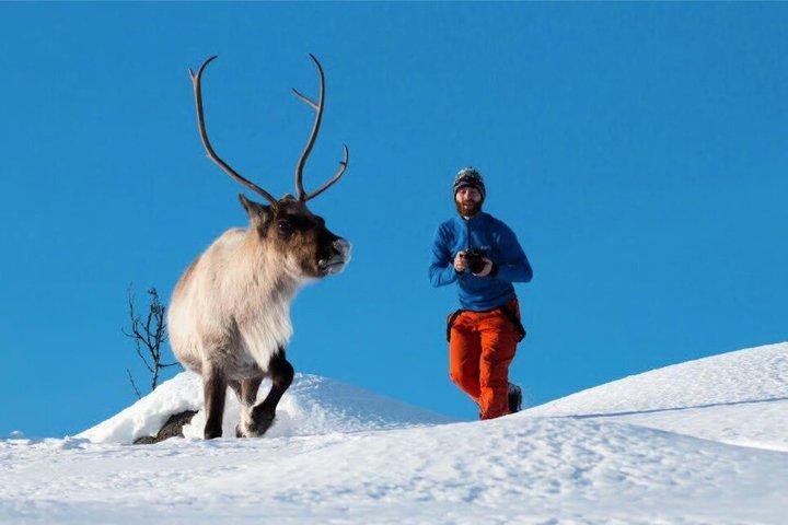 Tromsö : Arktisk fjordresa med naturskön lunch och foto
