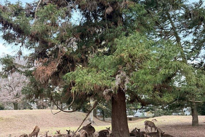 Privétour door Nara met Todai-ji, herten en Kasuga Taisha