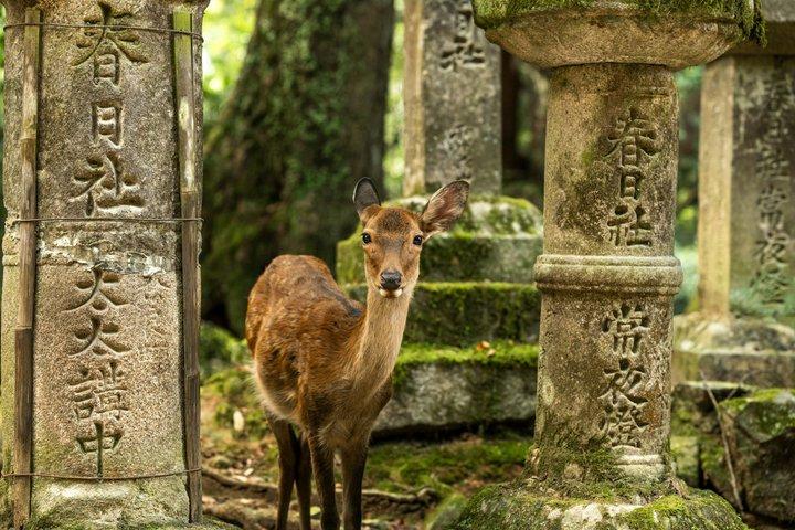 Privétour door Nara met Todai-ji, herten en Kasuga Taisha