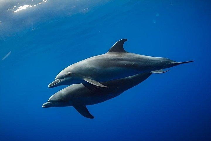 ザンジバル北部終日シュノーケリング、タートルズ、サンセット