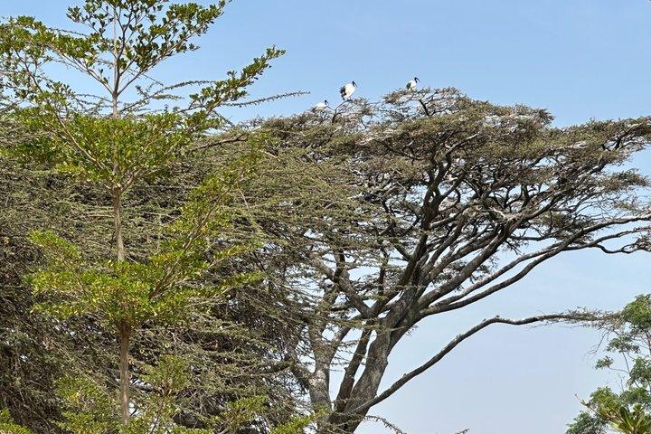 Guided Excursion Tour from Addis Ababa to Debre Zeit