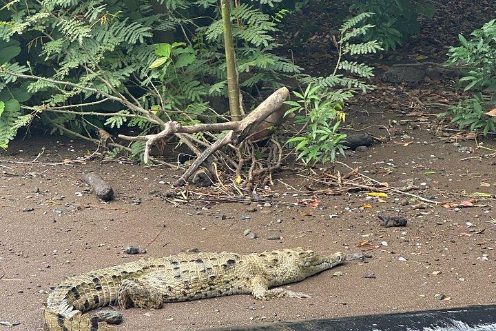 パナマ運河を巡る動物サファリとフルーツマーケット