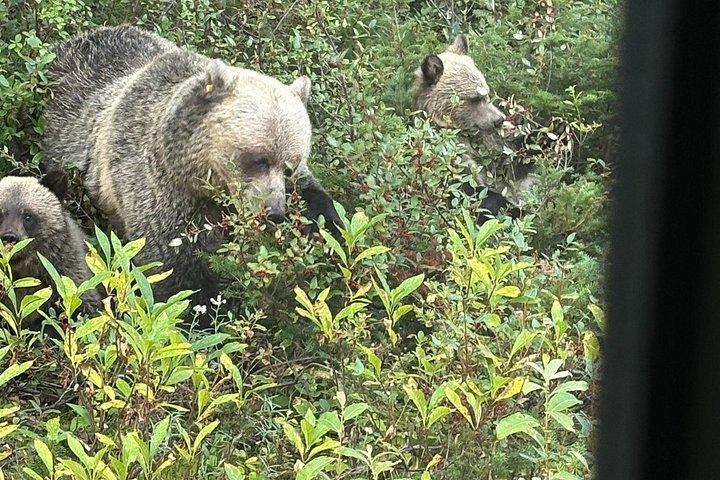 ゴンドラで行くバンフハイライト＆野生動物小グループツアー