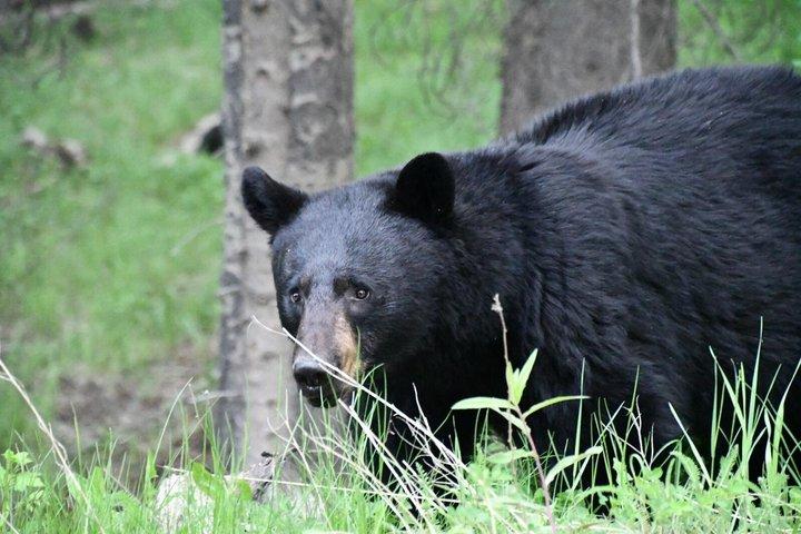 Banff Höjdpunkter och vilda djur Liten grupptur med gondol