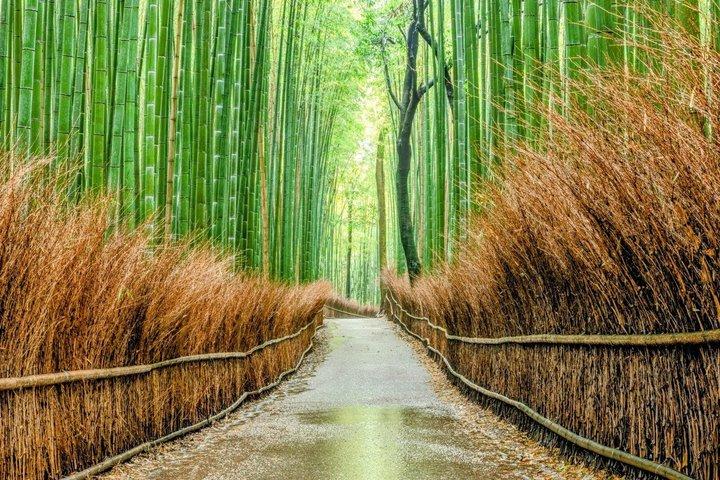 京都の日帰りプライベートツアーで必見10選
