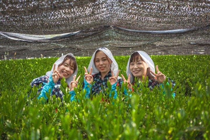 Visite de la culture Matcha et de la brasserie Miso à Nishio