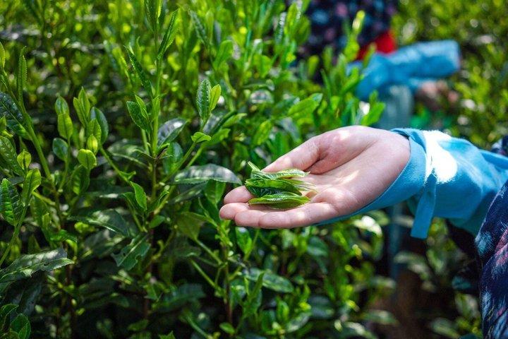 Experience Matcha Culture and Miso Brewery Tour in Nishio