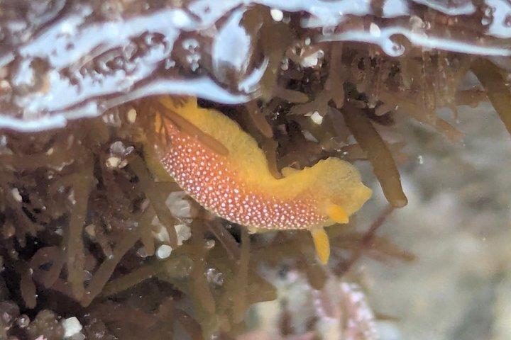 Explore San Diego Tide Pools with a Marine Biologist