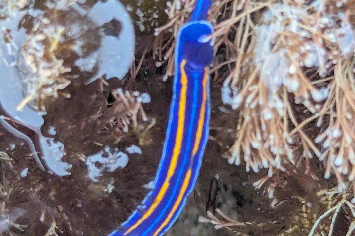 Explore San Diego Tide Pools with a Marine Biologist