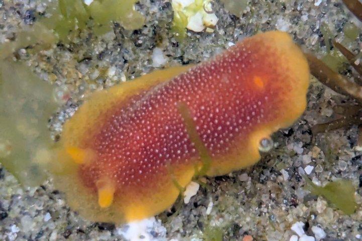 Explore San Diego Tide Pools with a Marine Biologist