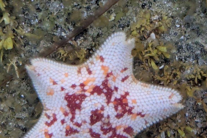 Explore San Diego Tide Pools with a Marine Biologist